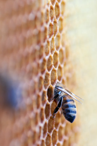 Methylglyoxal in Manuka Honey